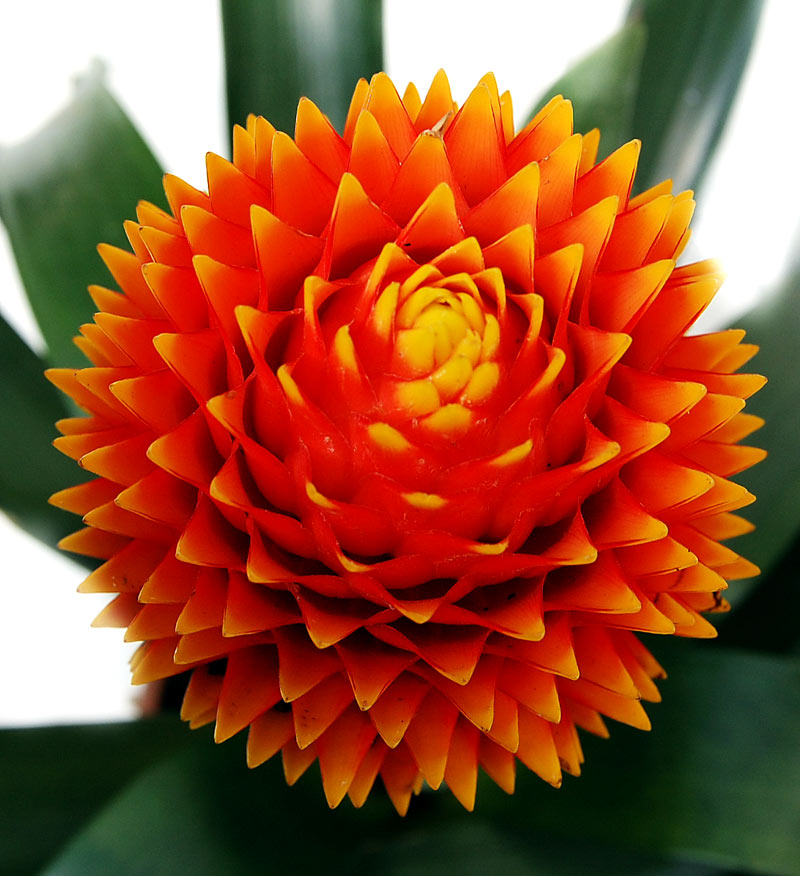 گازمانیا کانیفرا